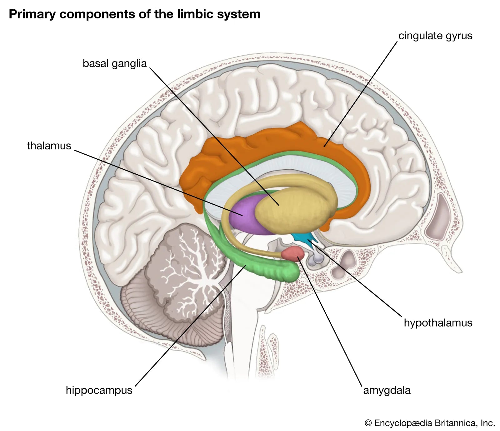 Understanding the Limbic System and Its Role in ADHD A Path to Better Biology Diagrams
