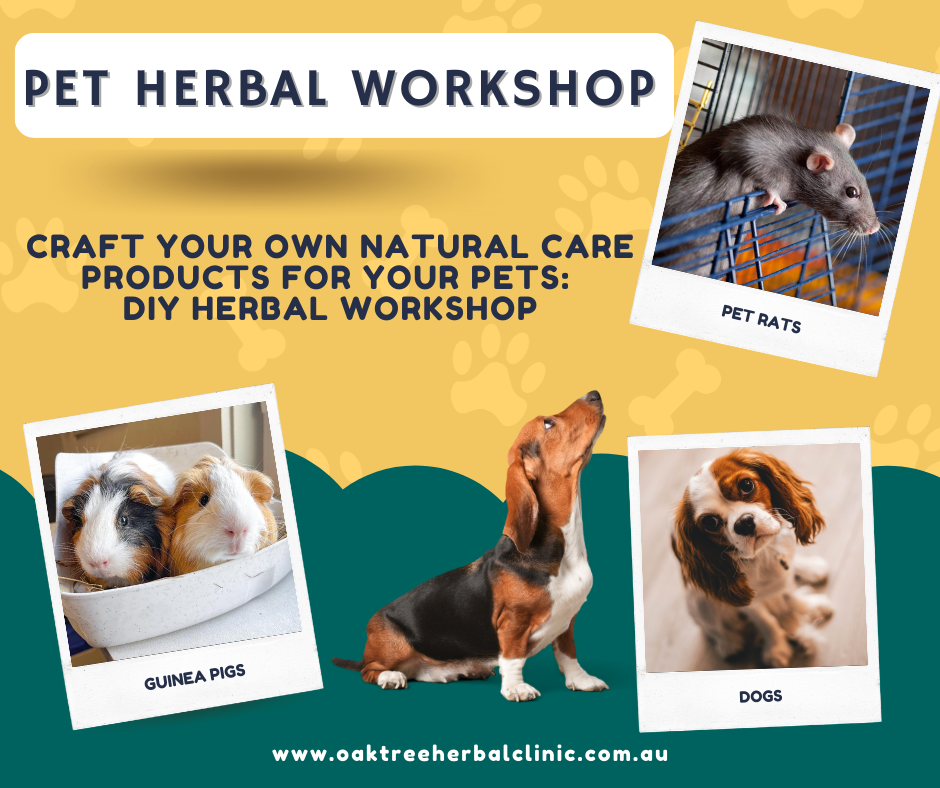 DIY Herbal Products for Pet Health